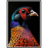 Pheasants Pheasant