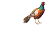 Pheasants Pheasant