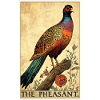 Pheasants Pheasant