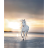 Pferd Strand Sonnenuntergang