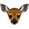 CUTE FAWN - animals