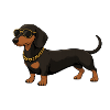 Dachshund with gold chain and sunglasses
