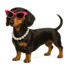 Dackel Diva Pink Sonnenbrille