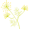 Blooming Dill – Botanical Plant Illustration
