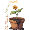 Sunflower Queen in a Pot