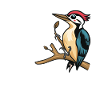 Bird Lover Design