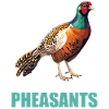 Pheasants Pheasant