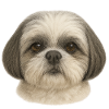 Gentle Shih Tzu Portrait