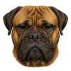 Massive Head Mastiff Portrait