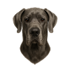 Gray Dog Head Portrait