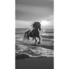 Cheval sur la plage