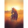 Cheval avec coucher de soleil