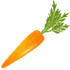 Bright orange carrot with green