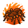 Feurige Goliath-Spinne