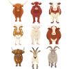 Vaches idée cadeau 