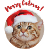 Merry Catmas!