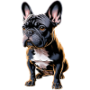 Bouledogue français Illustration : Mignon