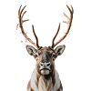 Cerf Rudolph Joyeux Noël doux