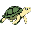 Turtle Turtles