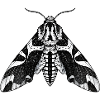 Moth Shadow Pattern Moth Black Moth