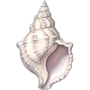 Sea Shell Spiral