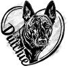 Dutch Shepherd – Dutchie