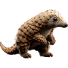 Pangolin Pangolin Pine Cone Pangolins