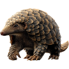 Pangolin Pangolin Pine Cone Pangolins