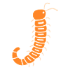 mille-pattes