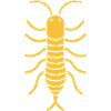 centipede