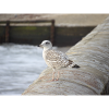 Coastal Gull on Concrete Pier