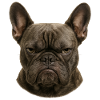 Serious Franz Bulldog Head