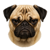 Pug Gesicht Portrait