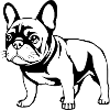 Bouledogue français noir et blanc