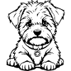 Dog White Dogs Black & White