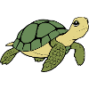 Turtle Turtles