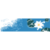 Blue Water Lily on the Water