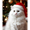 White cat with Santa hat, Christmassy