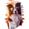 Cool Border Collie Before Sunset With