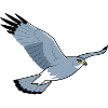 Kornweihe Circus Cyaneus Greifvogel