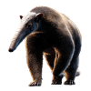 Anteater Tamandua Anteater Large anteaters