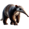 Anteater Tamandua Anteater Large anteaters