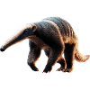 Anteater Tamandua Anteater Large anteaters