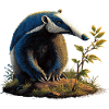 Anteater Tamandua Anteater Large anteaters