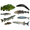 Poissons