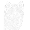 Wolfsblick Linienzeichnung Druckdesign Husky