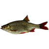 Common rudd