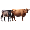 two cows