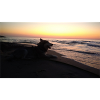Dog on the beach sunset
