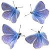 four blues
